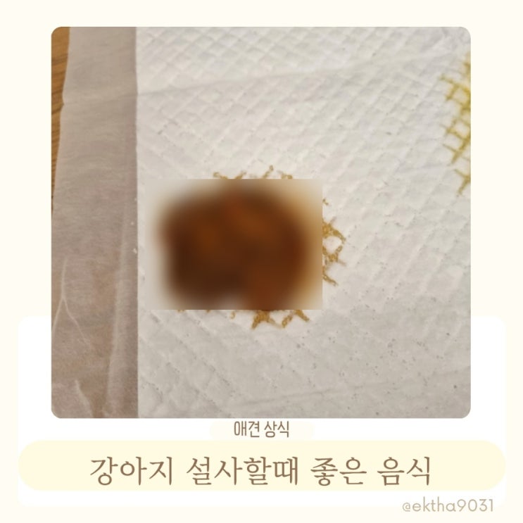  강아지 설사할때 밥 좋은음식 관리 방법 알아봐요