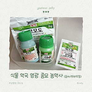 강아지랑 사는 식집사의 농약 구매기 | 영광종묘농약사 | 코니도, 빅카드 | 응애, 뿌리파리 박....
