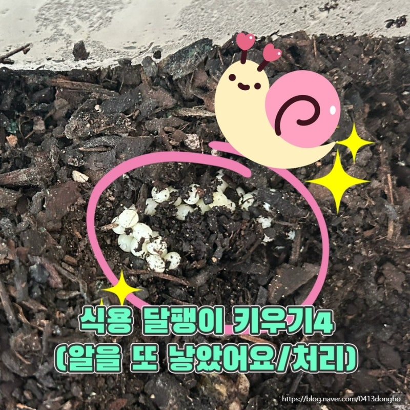 식용달팽이 키우기 4(식용달팽이 알 또 낳음/알 처리)