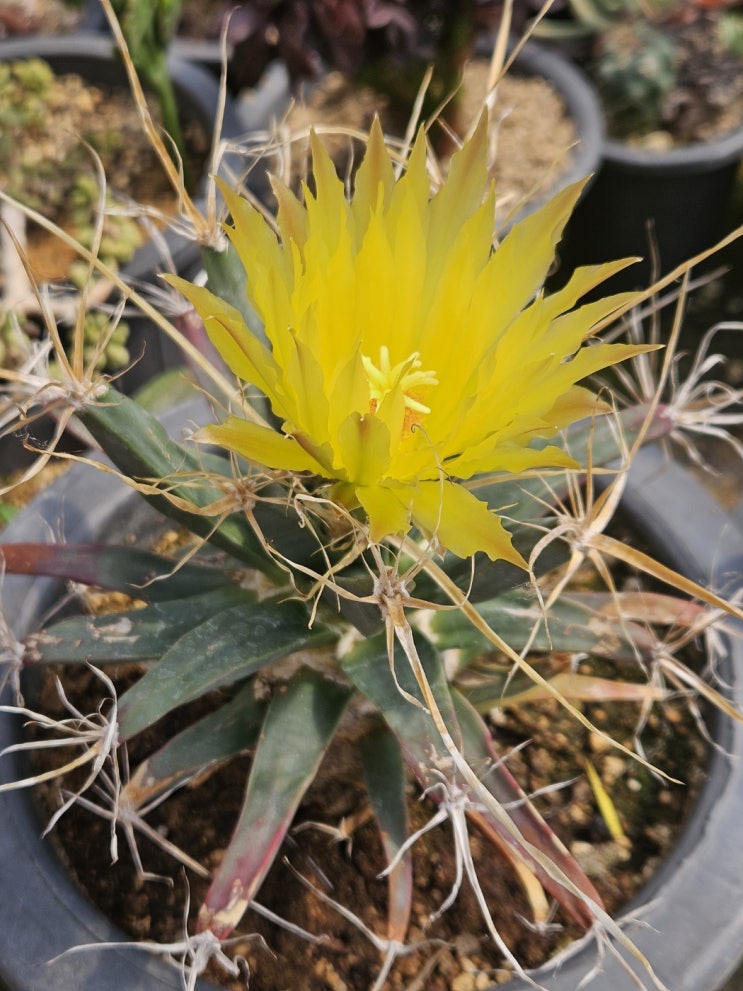  [담양선인장] 아가베 같은 선인장, 광산(Leuchtenbergia principis)