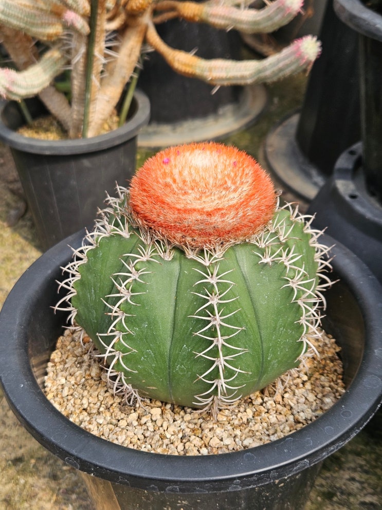  [담양선인장] 마운 선인장 키우기 Mammillaria