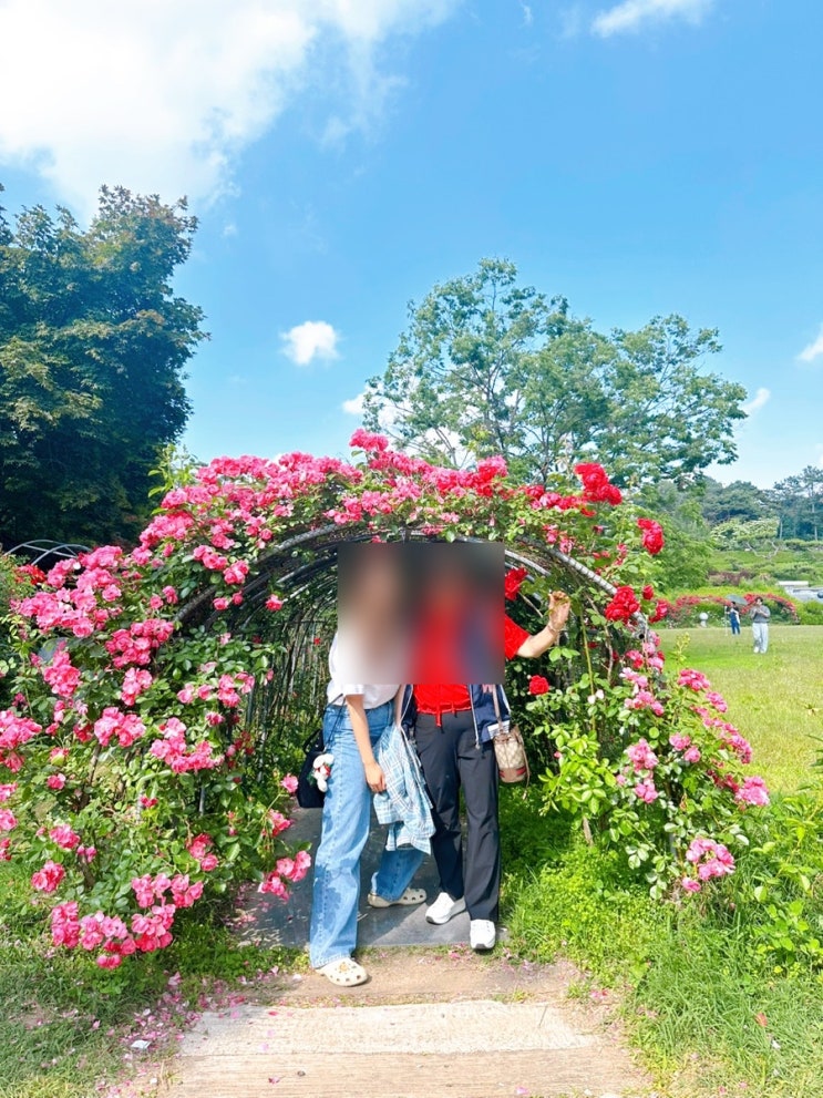  안성 가볼만한 곳 죽산순교성지 장미축제 언제가야 예쁠까? 개화시기/주차 총 정리