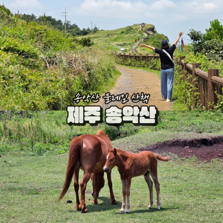  제주 송악산 둘레길 소요시간 오션뷰 숲길 여행