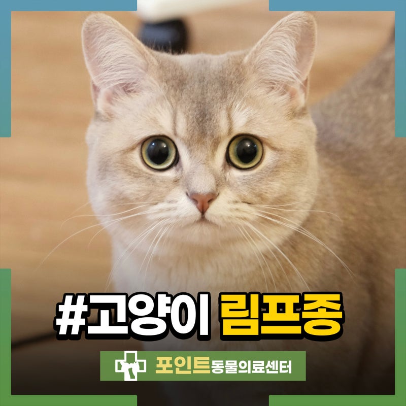 고양이 림프종 증상 및 종류 치료 방법은?