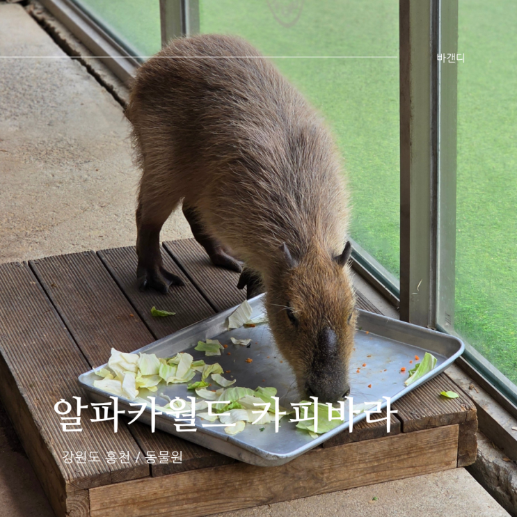  홍천 동물원 알파카월드 카피바라 / 맛집, 카페