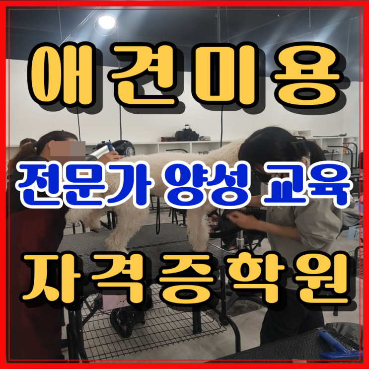  남양주애견미용학원 취업과 창업까지 연결되는 곳