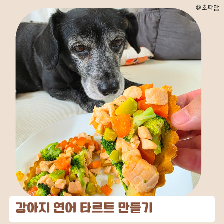  강아지 연어 구이 타르트 만들기