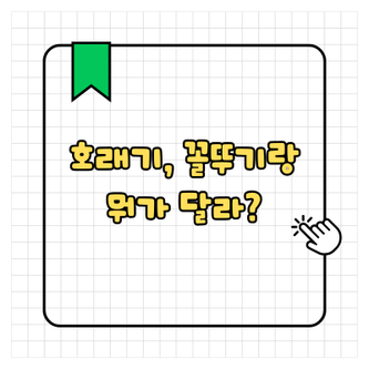  호래기 효능 뜻 호래기 꼴뚜기 차이점 알아보기