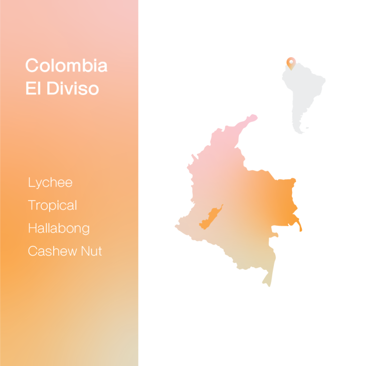  [생두 & 로스팅 리뷰] - 콜롬비아 엘 디비소 무산소 워시드 - Colombia El Diviso Anaerobic Washed