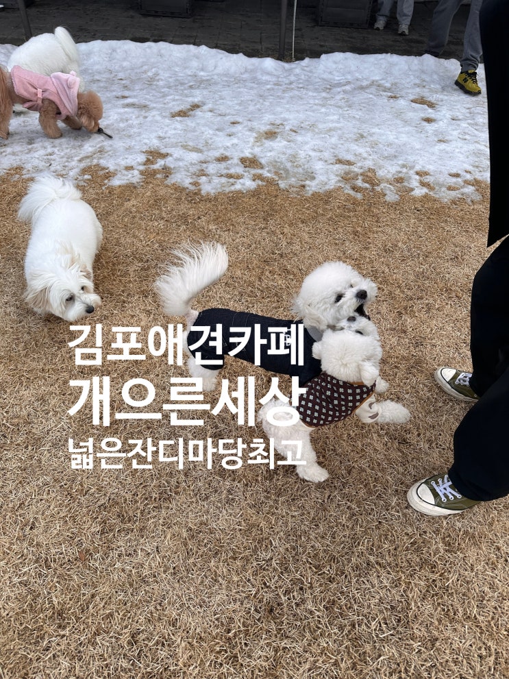  [김포]  개으른세상 애견카페 - 천연잔디 & 황토에서 즐기는 뛰뛰타임