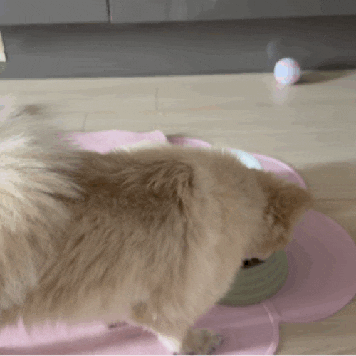 고양이 영양제 및 강아지 영양제 [안티놀 래피드] 우리 강아지 관절 걱정, 안티놀 래피드로 ....