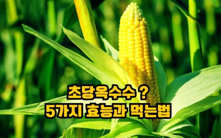  초당옥수수 뜻 효능 먹는법 보관법 해동법은 무엇?