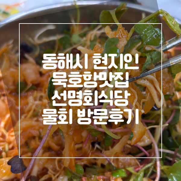  동해시 묵호항맛집 선명회식당 신선한 물회 방문후기