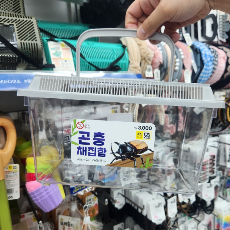 다이소 사슴벌레 키우기 사육장 곤충 채집함 A-Z