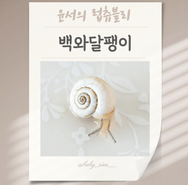 백와달팽이키우기: 기본 관리부터 번식까지 완벽 가이드
