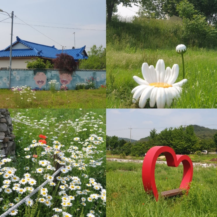  6월 서산 가볼만한곳 용장천 벽화마을 데이지 명소 충남 나들이