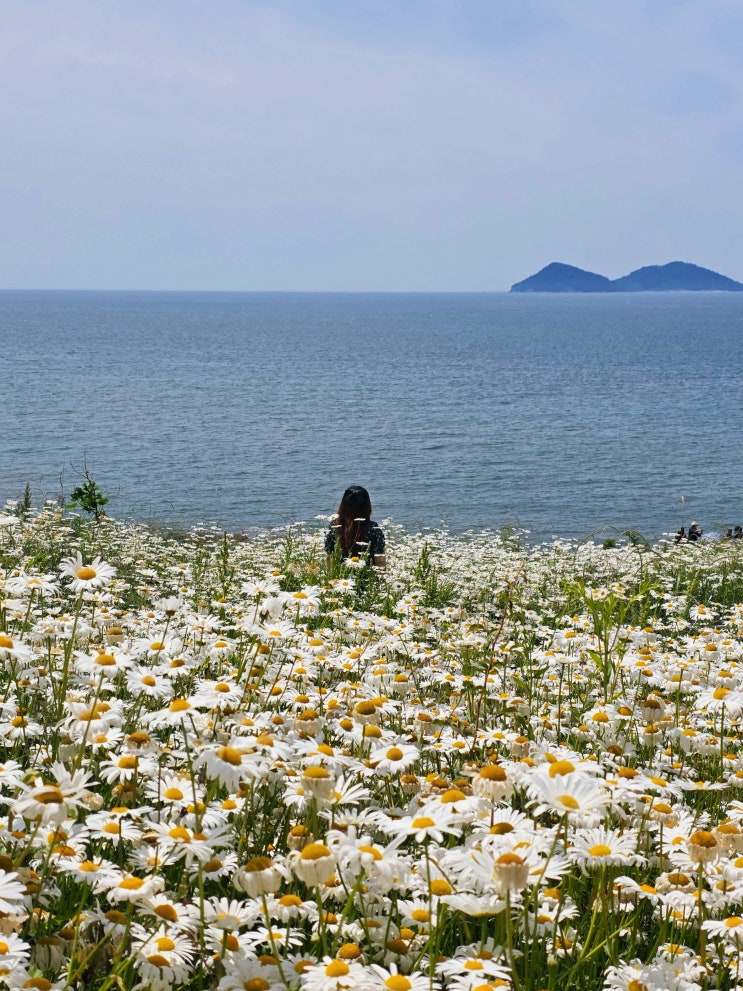  부안 변산반도 가볼만한곳 변산 마실길 2코스 샤스타 데이지 위치