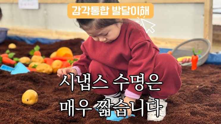  감각통합의 숨은 주인공, 시냅스 수명은 짧습니다