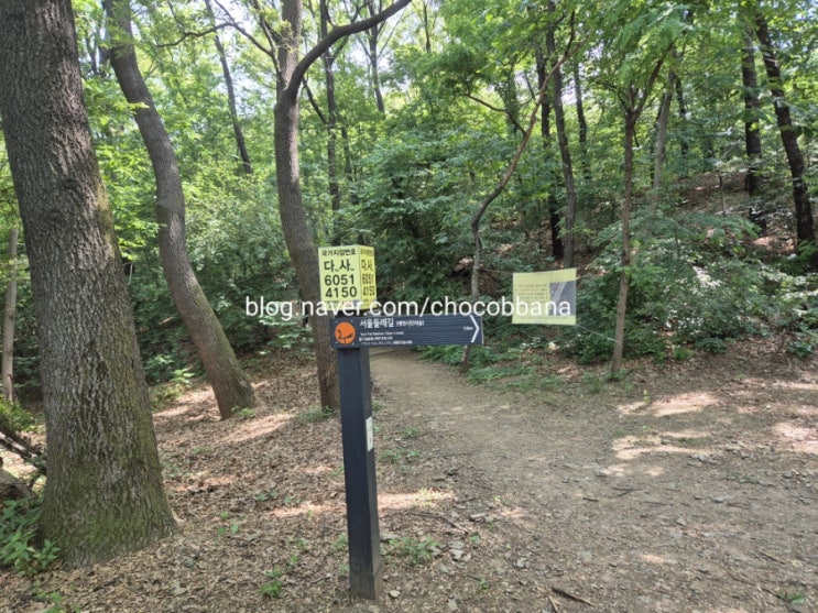  구룡산 강남 서초 개포동 염곡동 동네 뒷산 피톤치드 가득한 자연 속으로