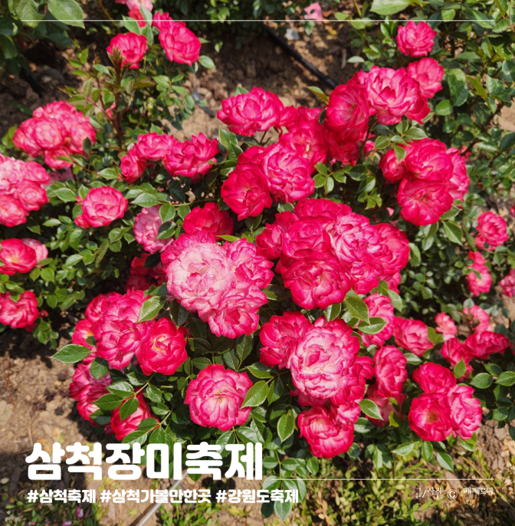 강원도 삼척 가볼만한곳 오십천 장미공원 천만송이 2025 삼척 장미축제
