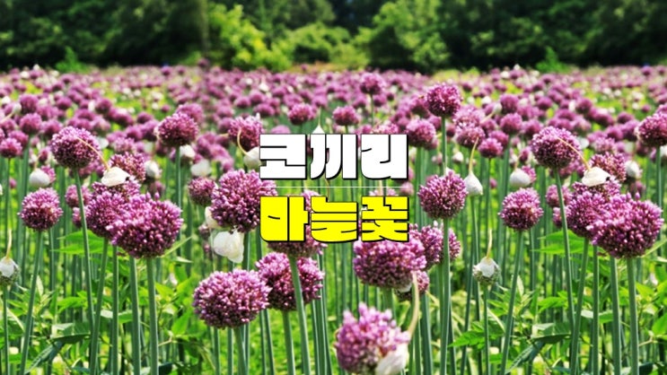전남 6월 꽃축제 가볼만한곳 · 강진 까치내공원 & 작천 코끼리마늘꽃 3Days 축제 기본정보 전남 6월 꽃축제 가볼만한곳 · 강진 까치내공원 & 작천 코끼리마늘꽃 3Days 축제 기본정보