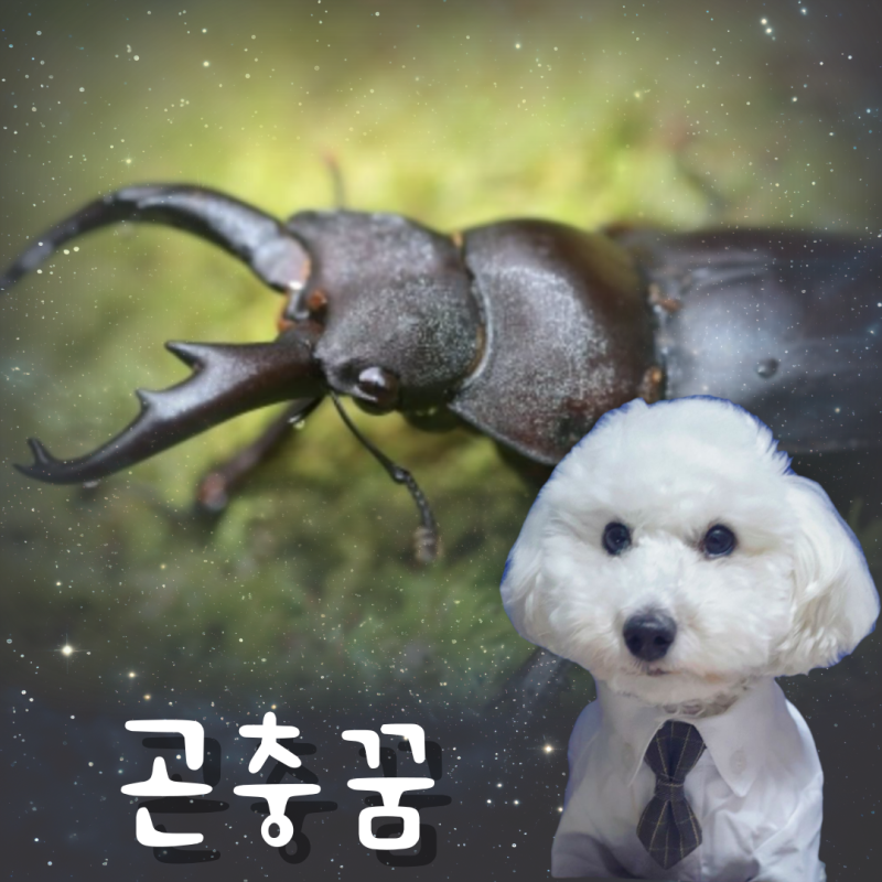 곤충 나오는 꿈 해몽 알아보니