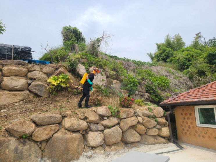  울산 울주군 서생면 주택 주변 1일차 제초대행("울산제초대행")
