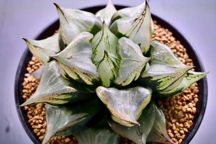   하월시아 키우기 - 여름철 분갈이 주의 점 (25년 6월)