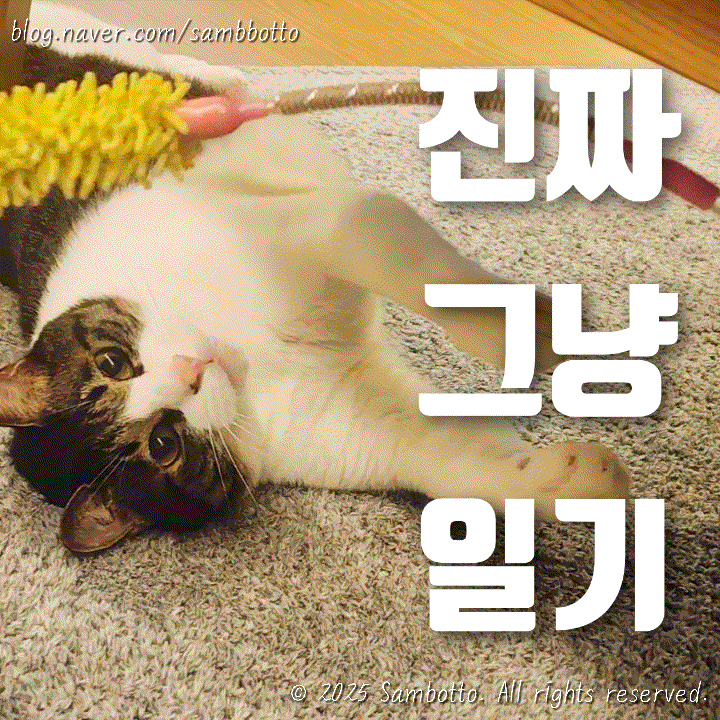  진짜 그냥 일기 | 대통령 선거하고 집에서 빈둥빈둥