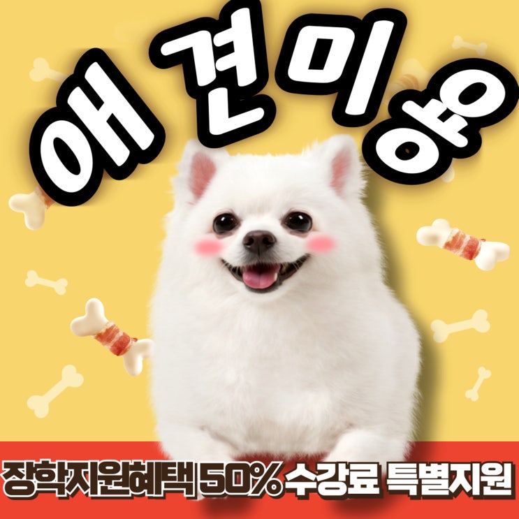  순천애견미용학원 디자이너로서 성공을 원한다면 필독