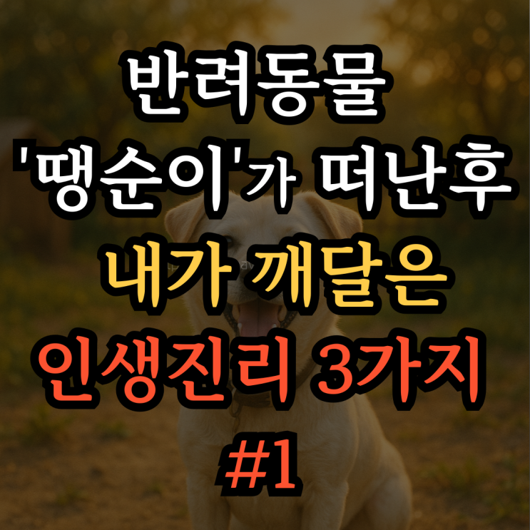  반려동물 '땡순이'가 떠난 후, 내가 깨달은 인생 진리 3가지 #1