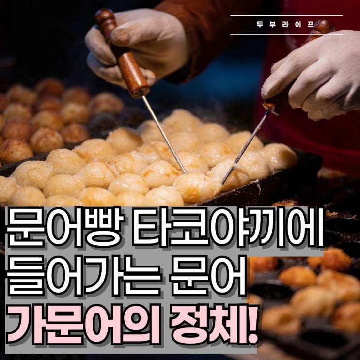  문어빵 타코야끼에 들어가는 문어, '가문어'의 정체