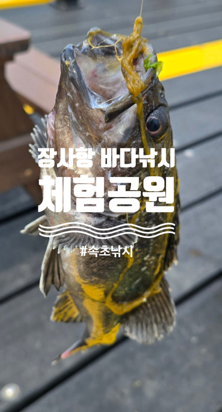 속초낚시 우럭 잡기 성공 배멀미 걱정 없는 장사항 바다낚시 체험공원