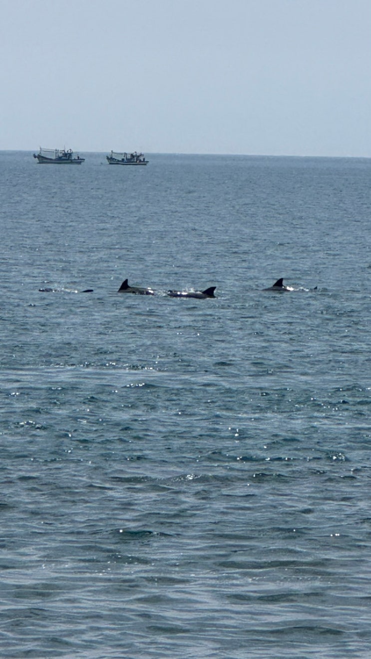  제주도 돌고래 스팟 서쪽( 20분안에 찾기, 제주도돌고래 서쪽 명소)
