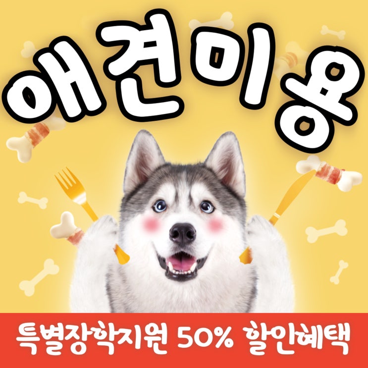  제천애견미용 디자이너로서 성공을 위한다면 필독