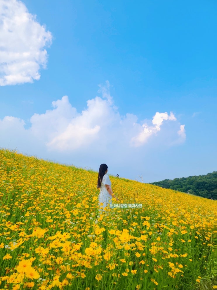  [경기 수원] 노랭이천국 금계꽃 숨은 명소