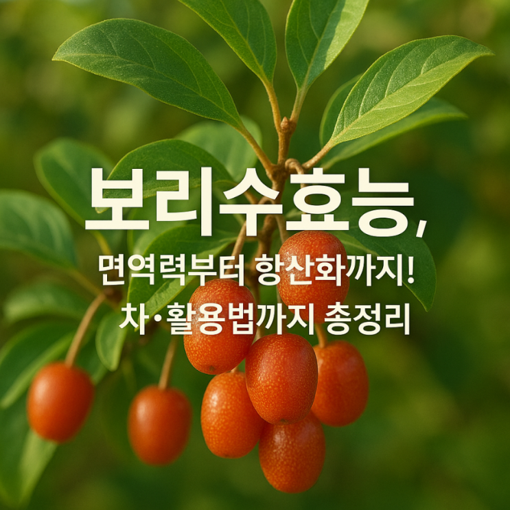  보리수효능, 면역력부터 항산화까지!! 차•활용법까지 총정리