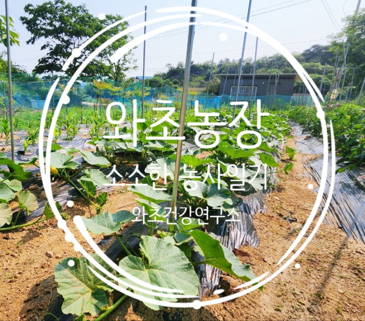  와초농장 농사일기, 초여름 햇살 아래에서의 하루