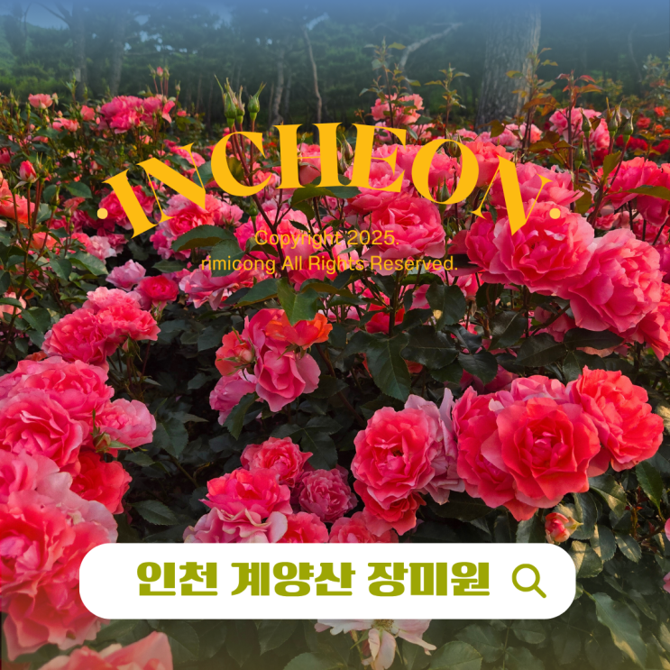  계양산 장미원 축제 주차장·실시간 개화 6월 인천 가볼 만한 곳