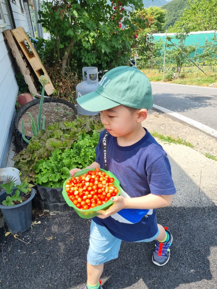  [일상]새콤달콤 할아버지의 사랑 듬뿍! 우리 아이 앵두따기 대작전