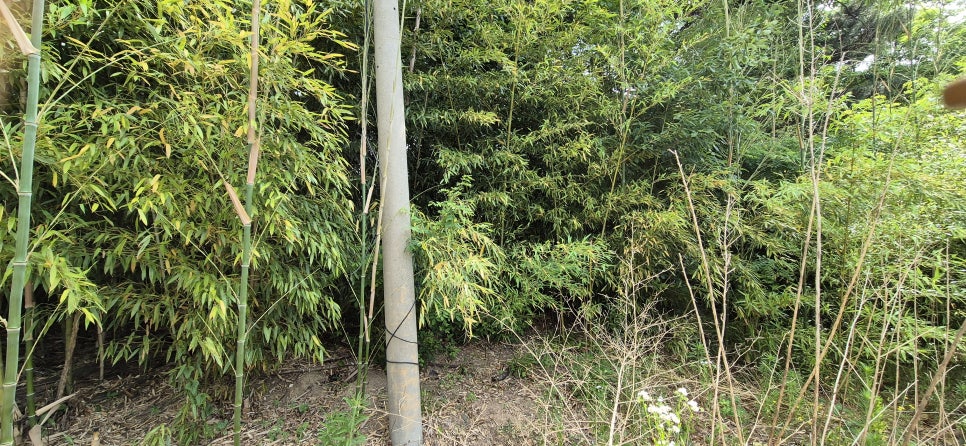 뱀산 사진 3