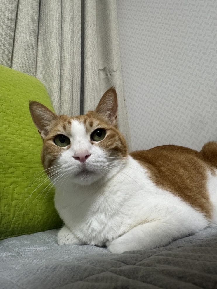  고양이 결장 림포마 결장 림프종 호스피스 일지 (D+23~D+27)