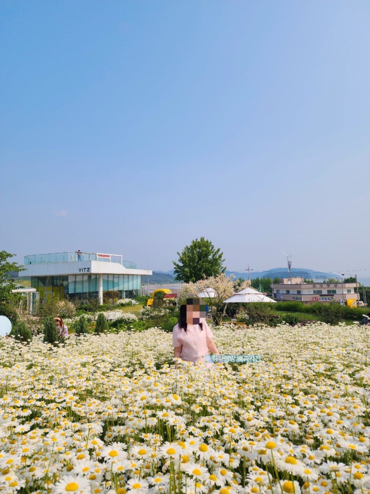  [충남 홍성] 샤스타데이지와 남당항 바다뷰 스팟 비츠카페