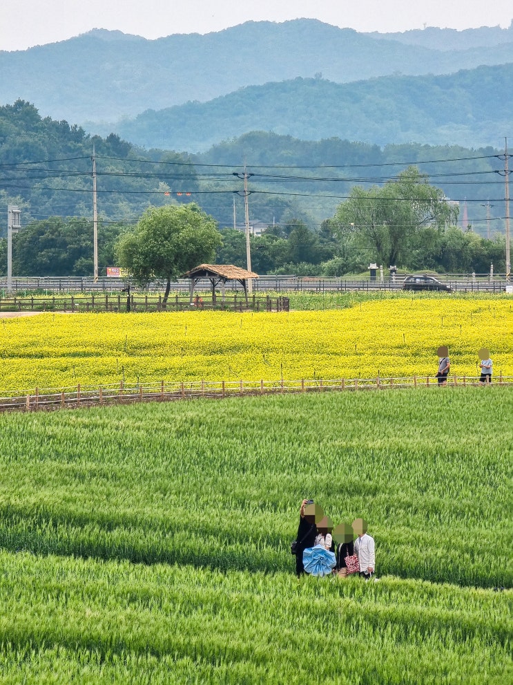  「재개장 한 '2025 철원 고석정 꽃밭 봄 축제' 따끈한 후기」