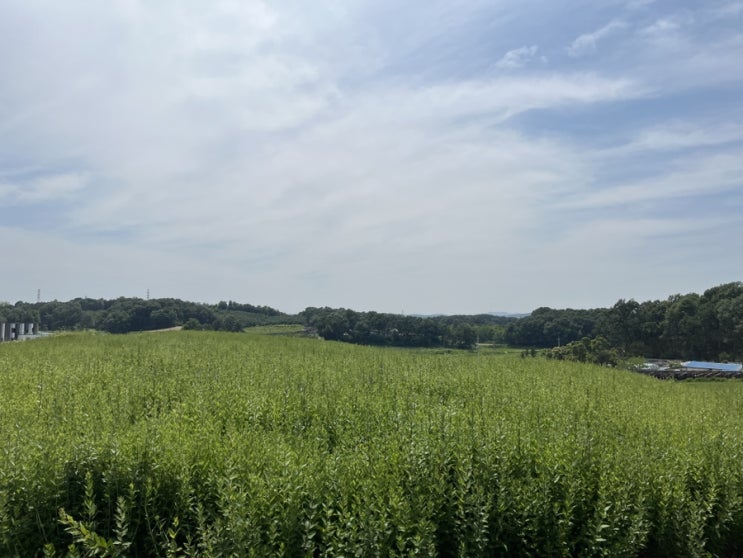  여주 캠핑장 후기 좋은 공기 마시면서 힐링을 원하시면 여주 호수 산장 캠핑장 추천
