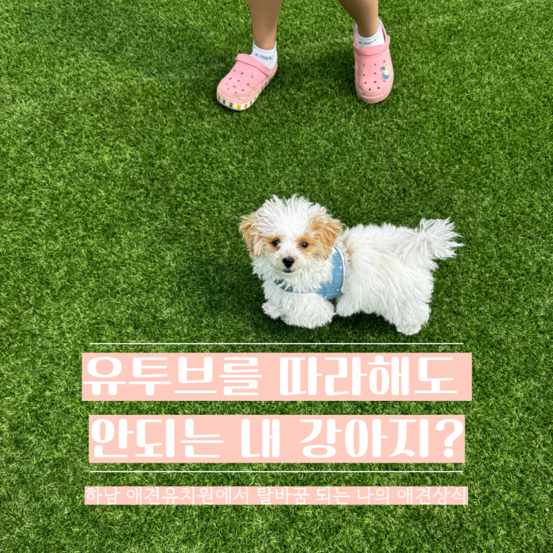 대견하개 애견유치원 애견호텔 강아지유치원 강아지호텔