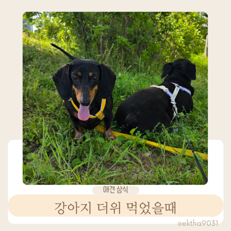  강아지 더위 먹었을때 증상 여름 산책 열사병 주의