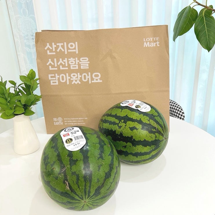 실패 없는 맛있는 수박 고르는 법! 모닝와이드 AI수박 롯데마트 신선지능 실패 없는 맛있는 수박 고르는 법! 모닝와이드 AI수박 롯데마트 신선지능