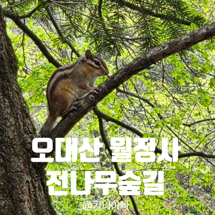  강원도 평창 오대산 월정사 전나무숲길 아이와 방문 후기