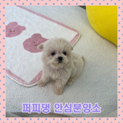 사진 5